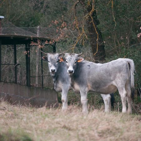 Tenuta Casabianca Murlo Exteriör bild