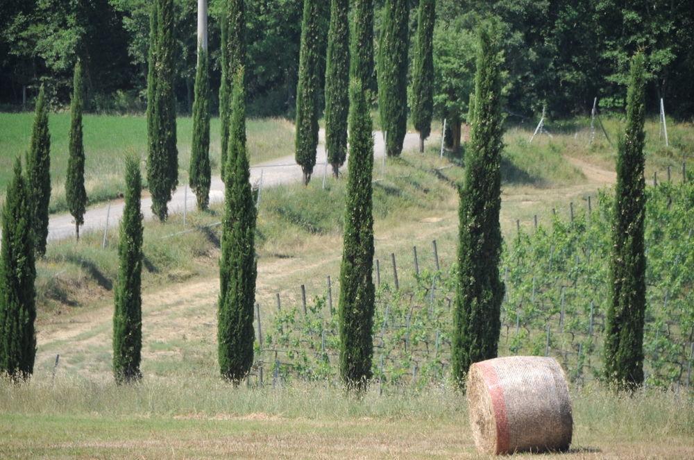 Tenuta Casabianca Murlo Exteriör bild